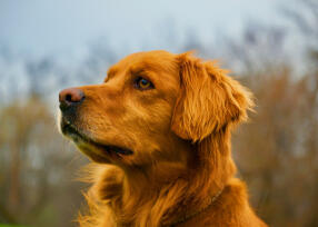 Maya Chen profile photo