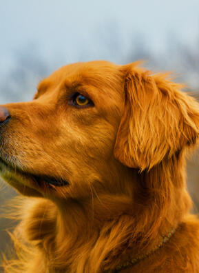 Maya Chen profile photo