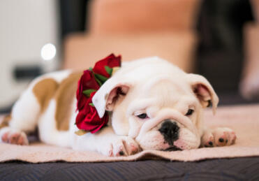 Maya Chen profile photo